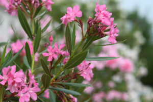 Oleander, which contains cardiac glycosides, is extremely toxic to horses; ingestion of just eight to 10 leaves is a lethal dose for a horse.