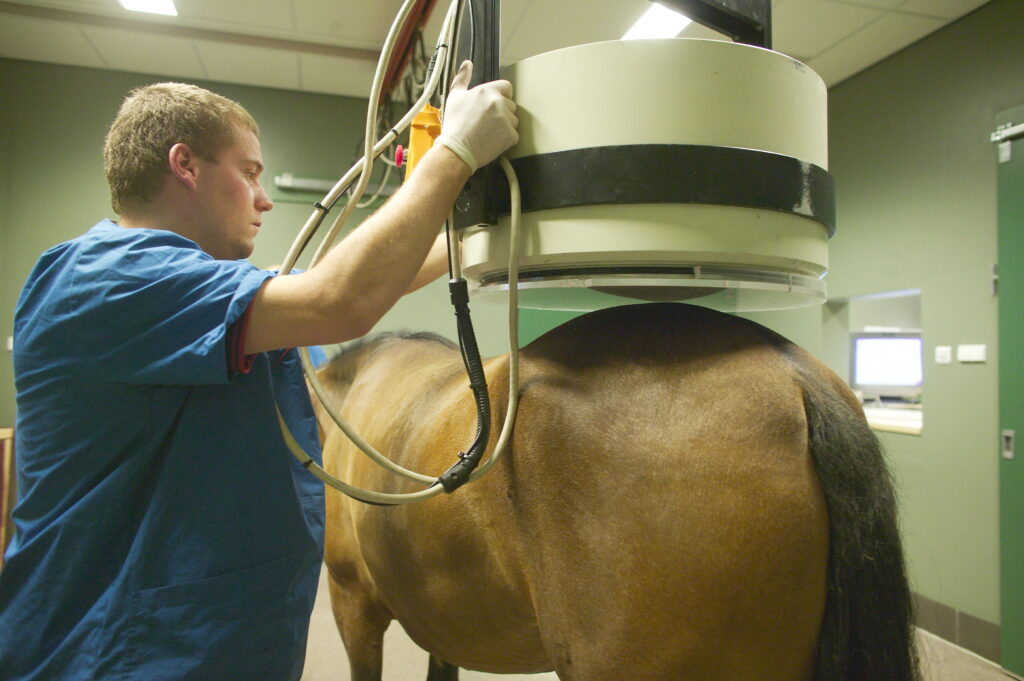 Horse getting nuclear scintigraphy