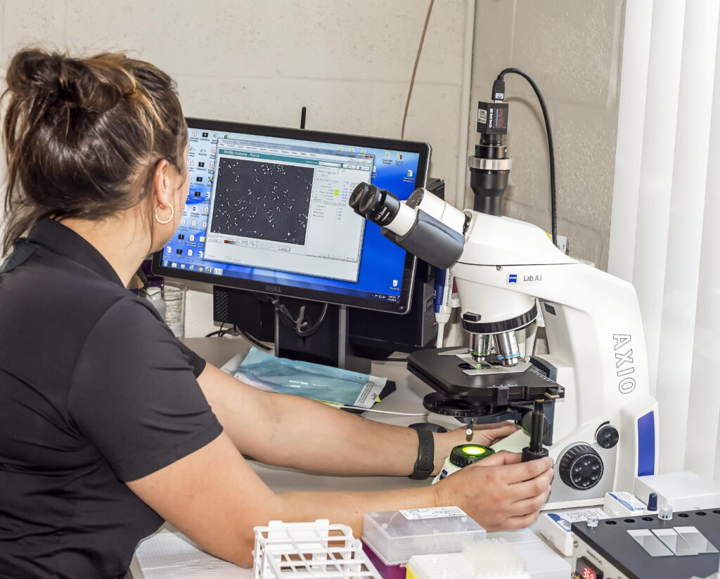Woman analyzing stallion semen motility under microscope.