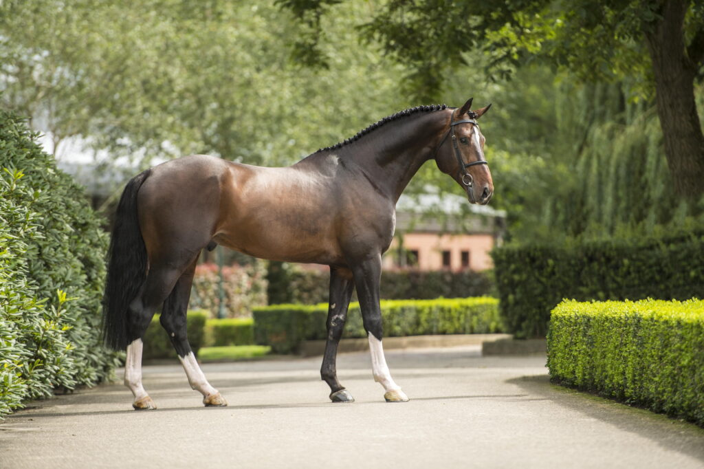 Stallion