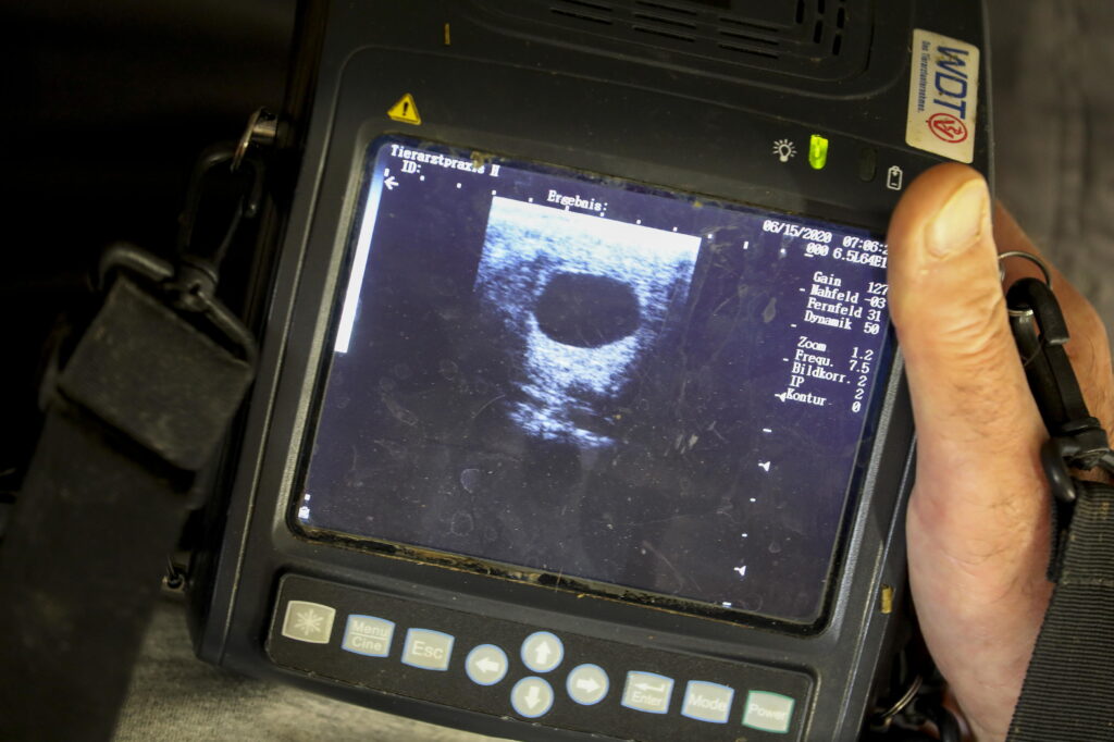 Ultrasound pregnancy check for mare