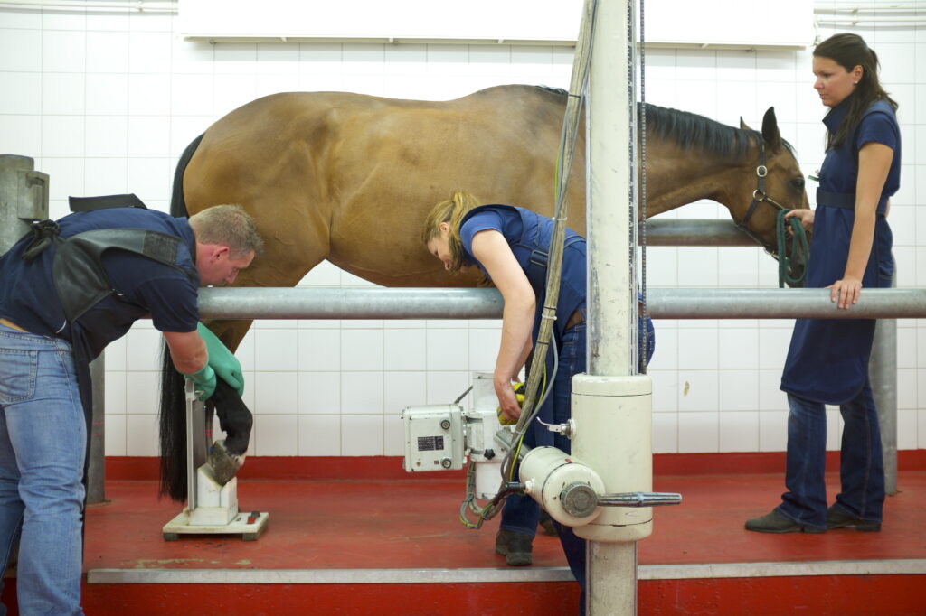 Horse getting X-ray of foot in equine hospital