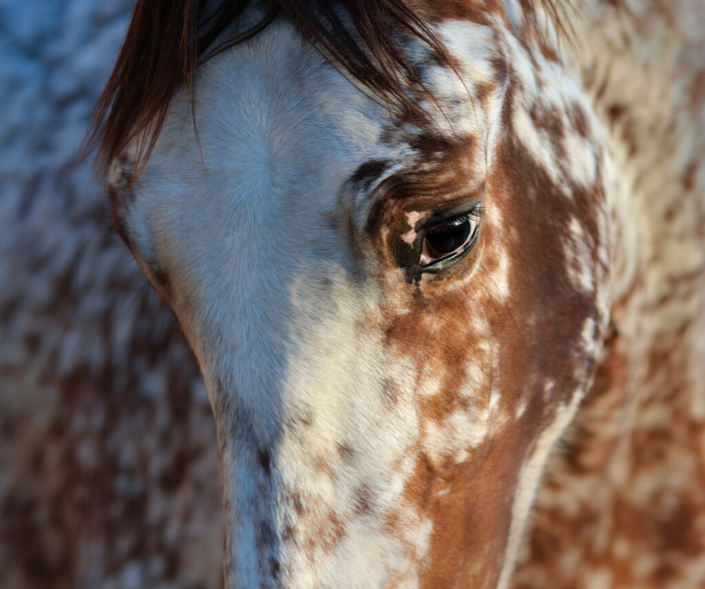 Appaloosa horses are prone to equine recurrent uveitis. 