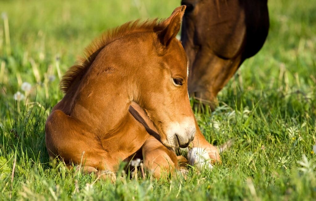 Newborn foal, which might be susceptible to equine rotavirus. 