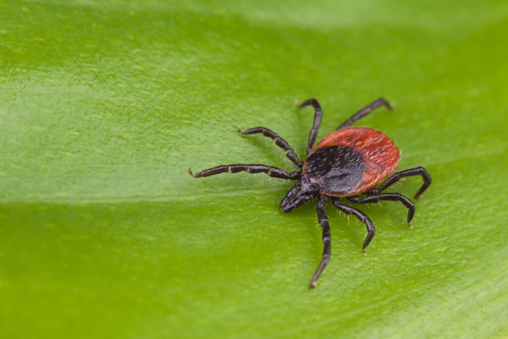 Ixodes scapularis, or deer ticks, spread Lyme disease to horses in the East.