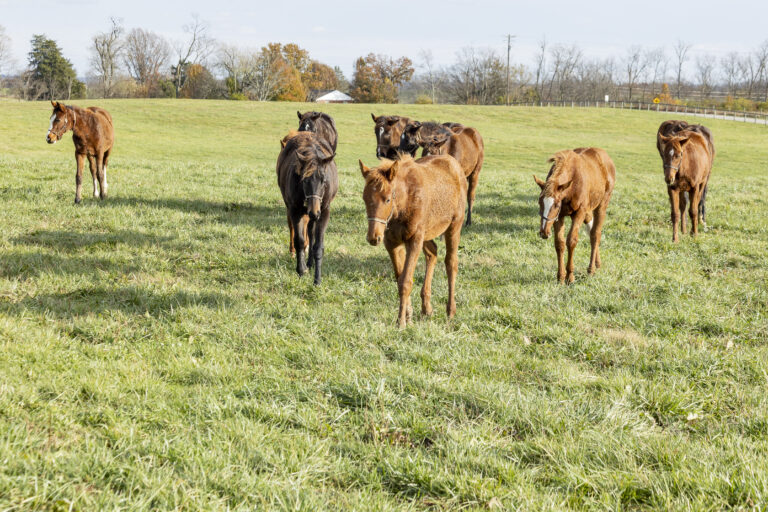 Weanling horses in a pasture in the autumn