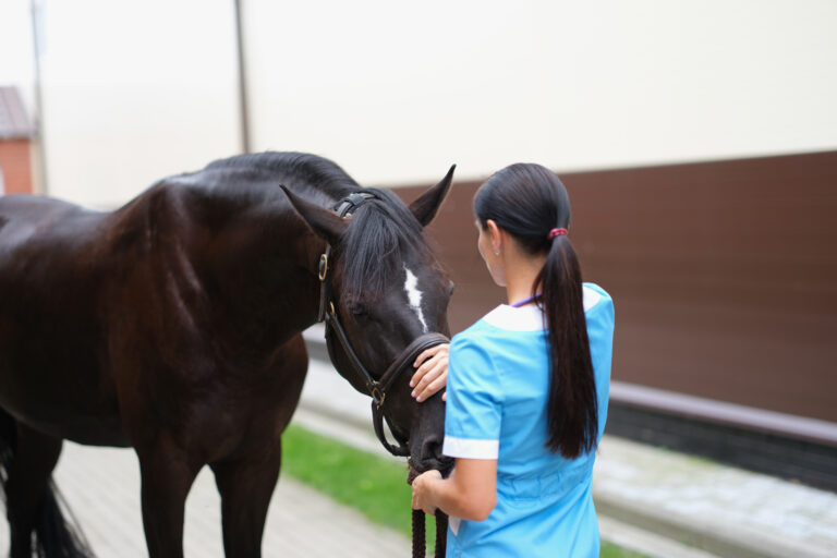 Veterinarian strokes and communicates with horse outdoors