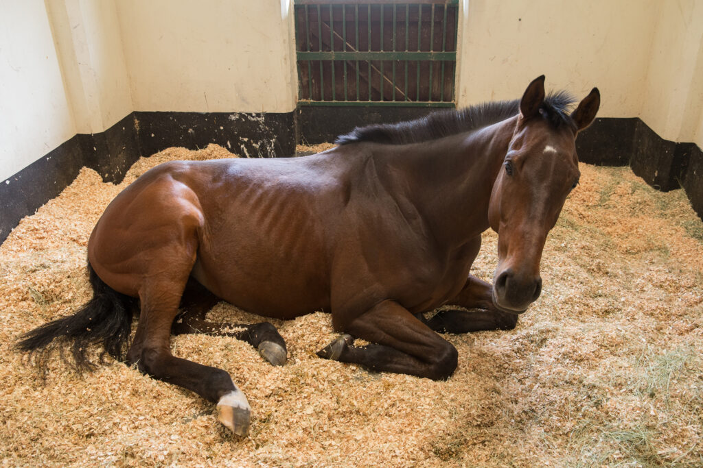 Horse laying down in stall. Horses can get sick with acute diarrhea and become hospitalized. 