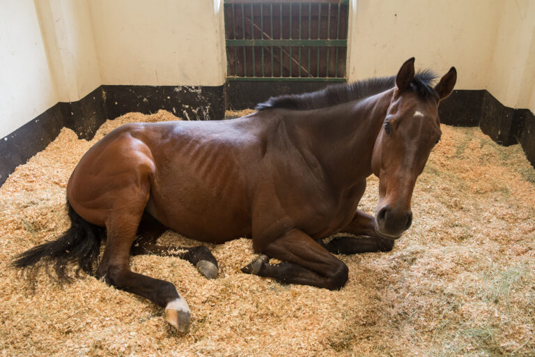 Horse
