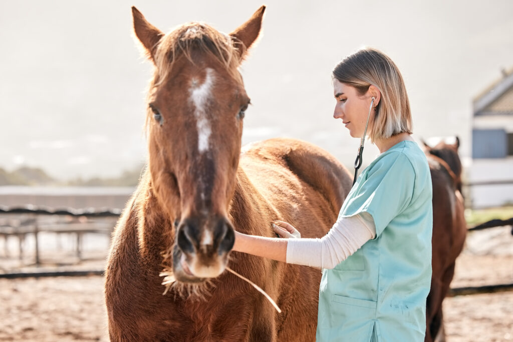 Veterinarian examining horse with stethoscope. using Fear Free veterinary techniques. 