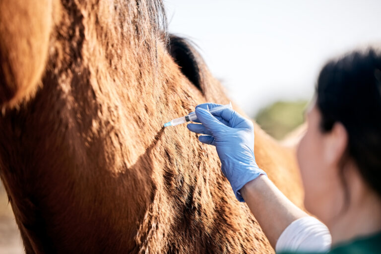 Vet, doctor and woman with injection for horse for medical examination, animal care and health check