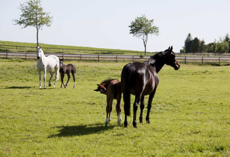 two mares with foals