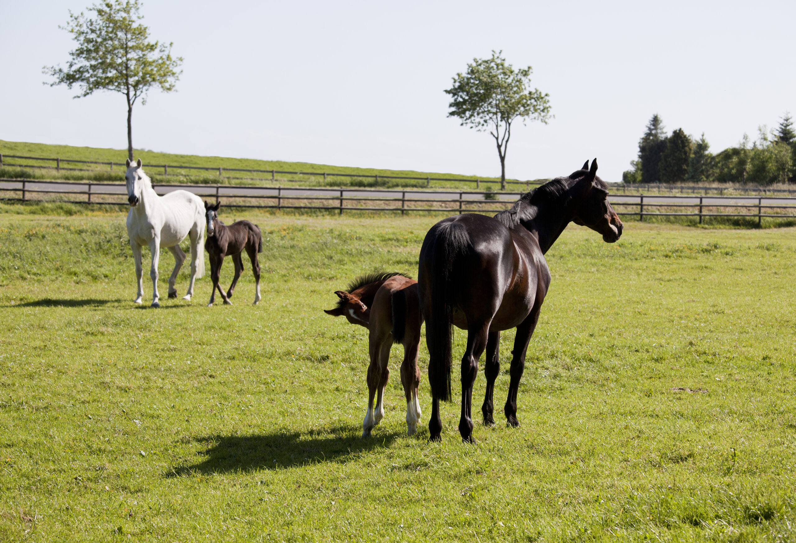Mares and foals in field, representing equine endometritis. 