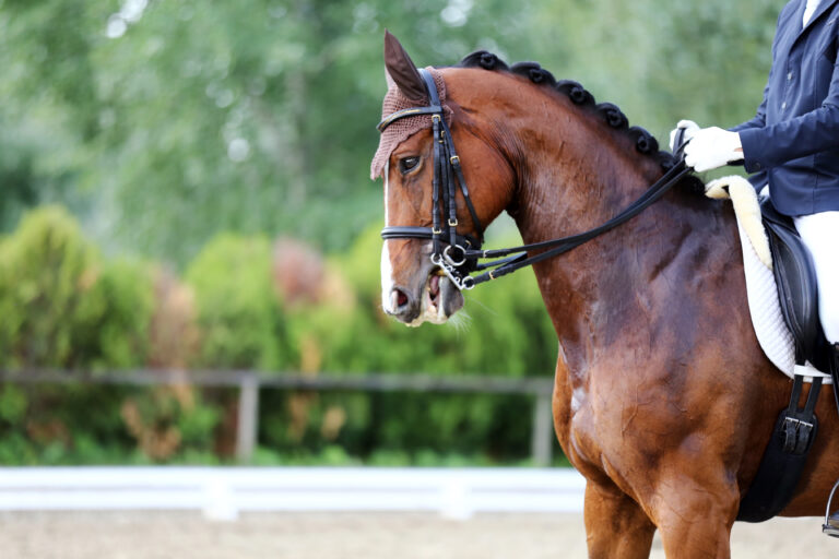 Head shot closeup of a dressage horse during competition event