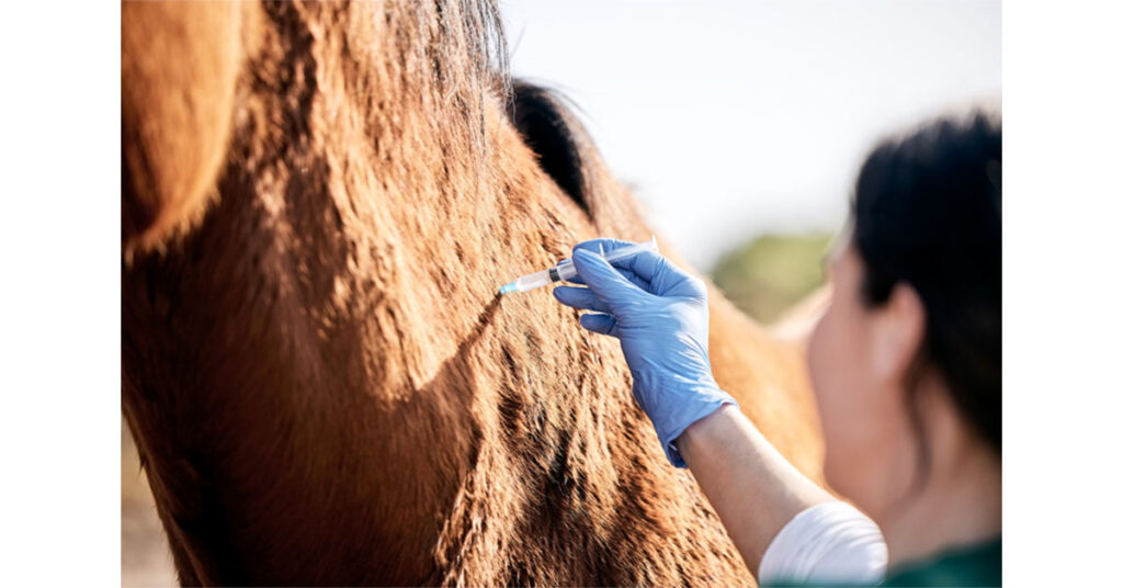Horse receiving IM PPG injection, which does not impact SAA concentrations in horses. 