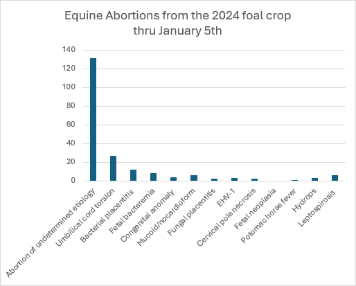 equine abortions 2024 foal crop