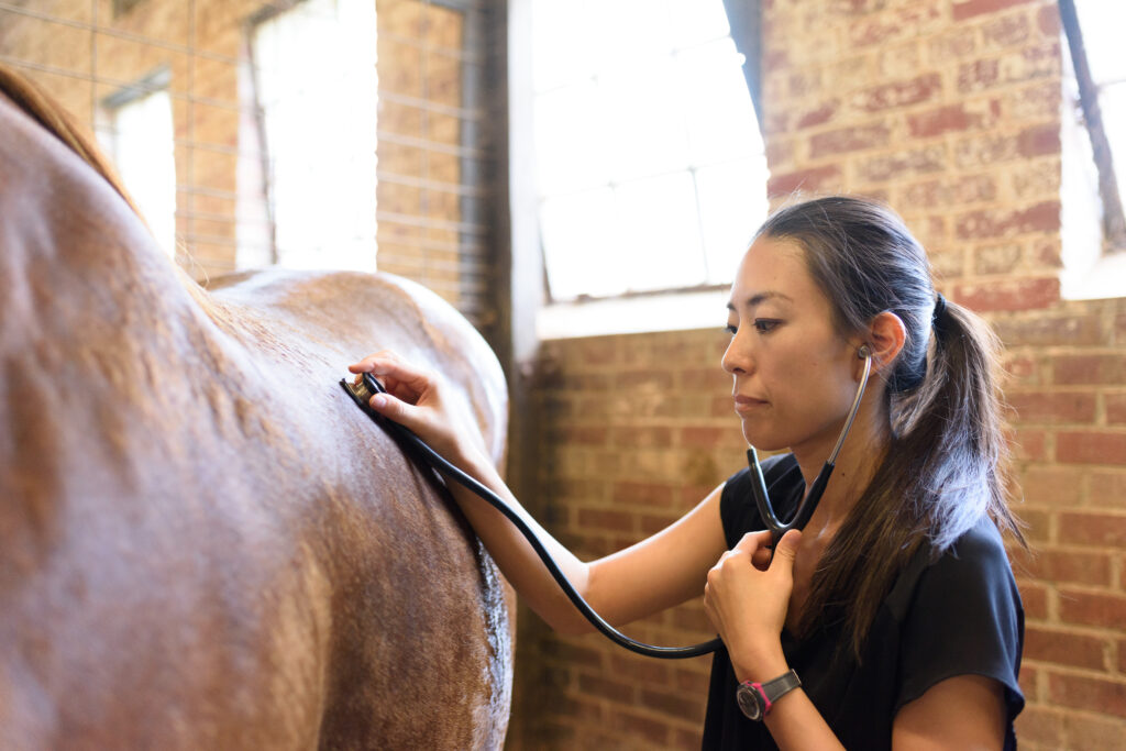 A veterinarian performs a respiratory examination on a horse to diagnose a respiratory ailment. 