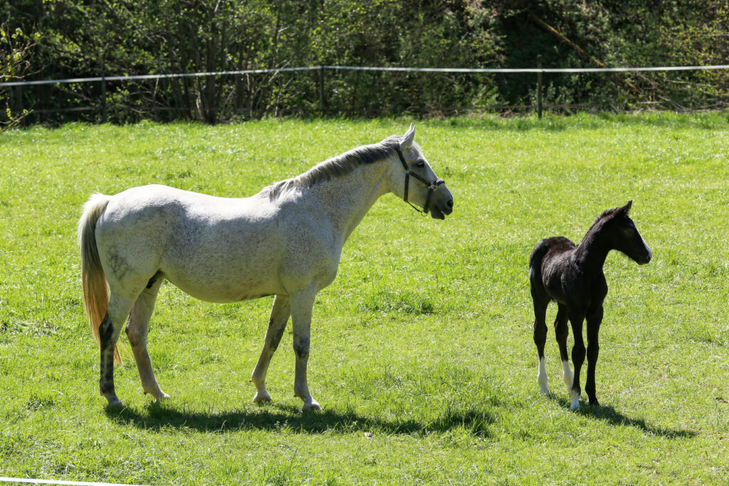 Old broodmare with foal, might have PMIE, might need help clearing uterine fluid