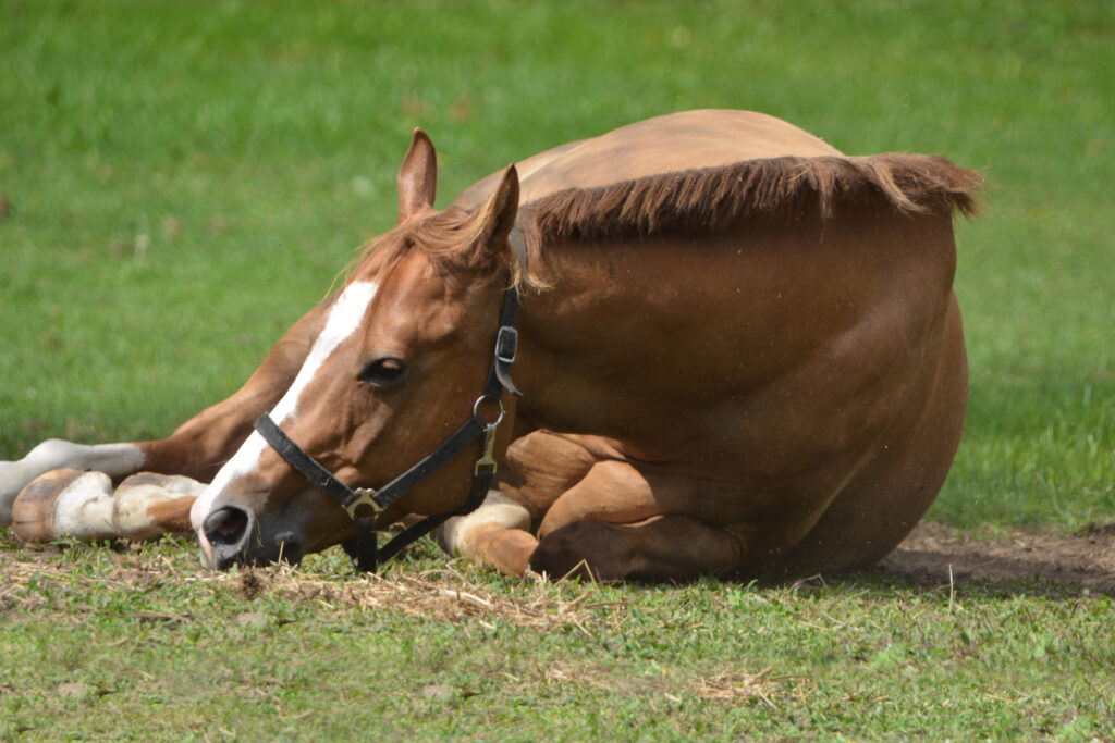 Horse with right dorsal colitis.