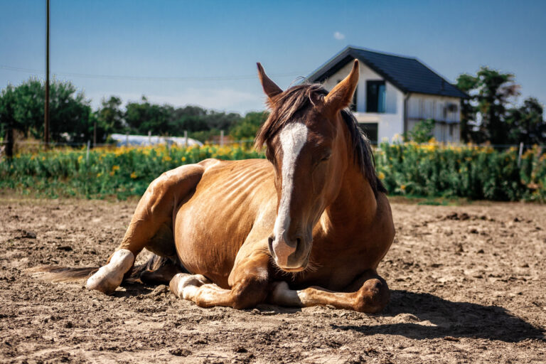 Brown horse lying on a ranch during a sunny day