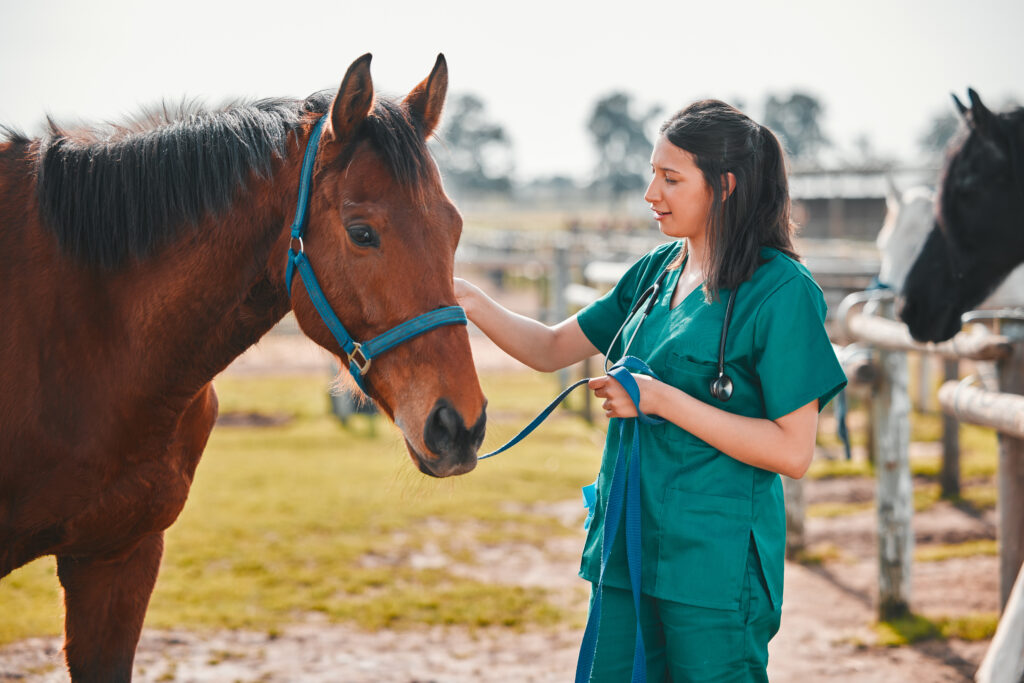 Young veterinarian in an equine internship program