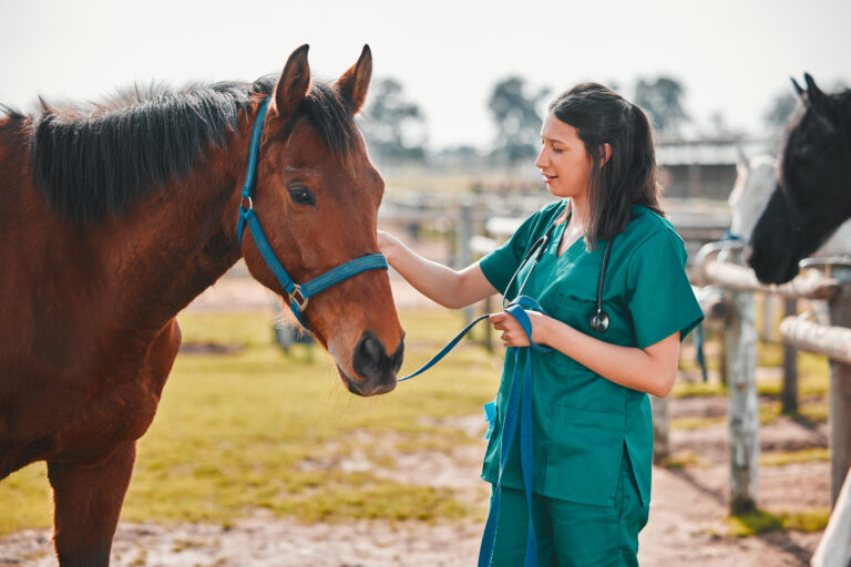 Horse, woman veterinary and medical exam outdoor for health and wellness in the countryside