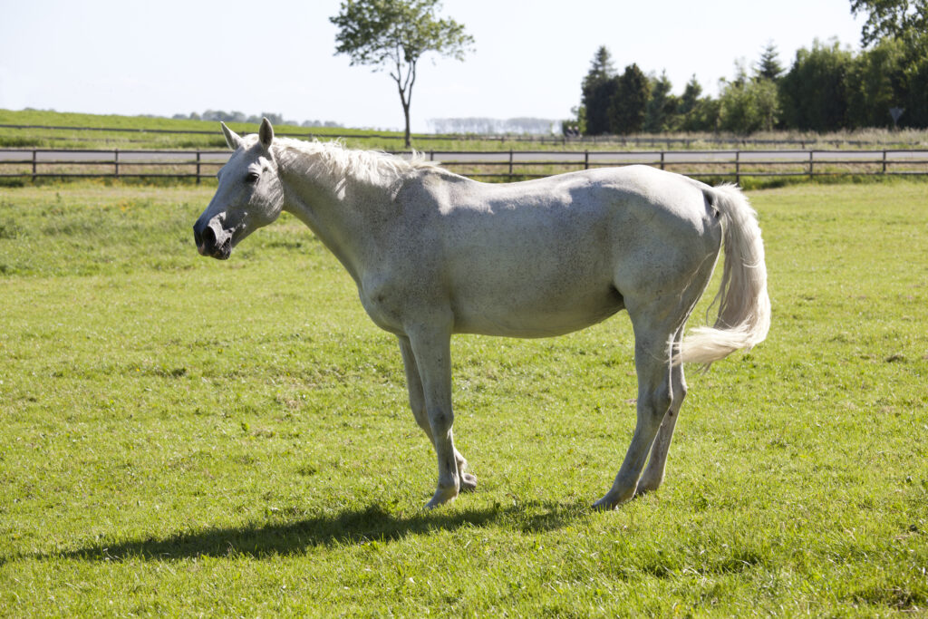 An old broodmare on pasture. Old mares experience increased incidence of early embryo loss (EEL).