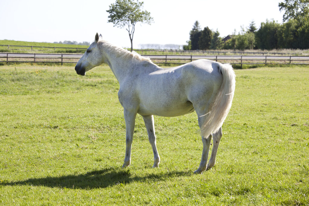 An old mare who is at higher risk of developing a uterine biofilm. 