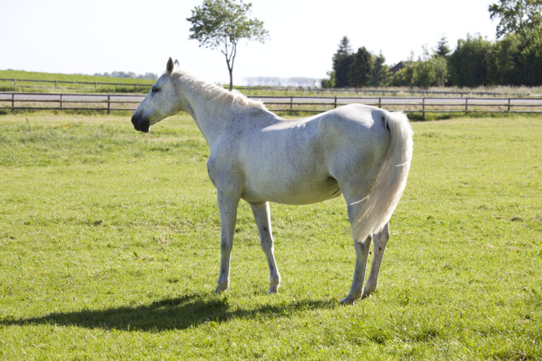 white horse on pasture