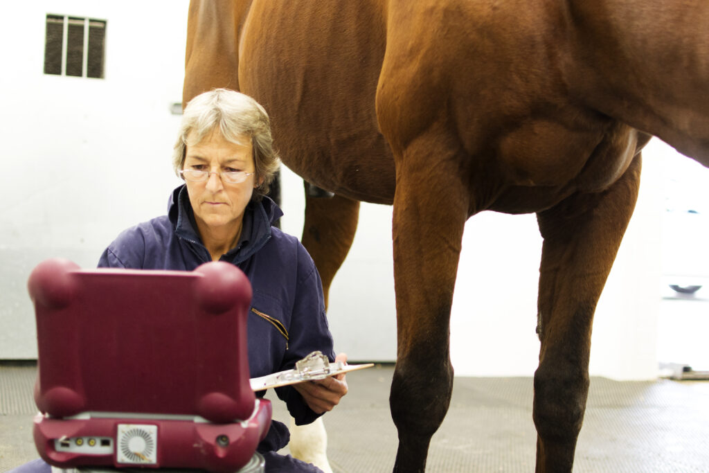 Horse has its leg scanned as veterinarian decides wheter or not to remove implant following fracture repair