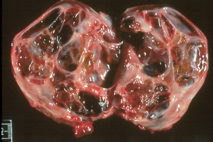 Horse granulosa cell tumor