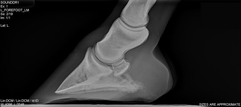 Hoof-rad-courtesy-Dr