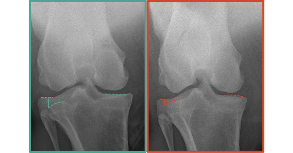 Equine stifle radiographs