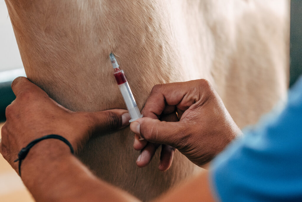 Horse having blood drawn for PRP or PRF