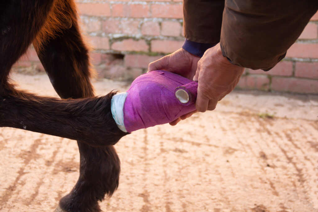 horse having hoof bandaged due to sole abscess