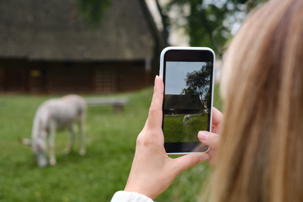 Client taking photo or video of donkey to send to their equine veterinarian for a telemedicine appointment.