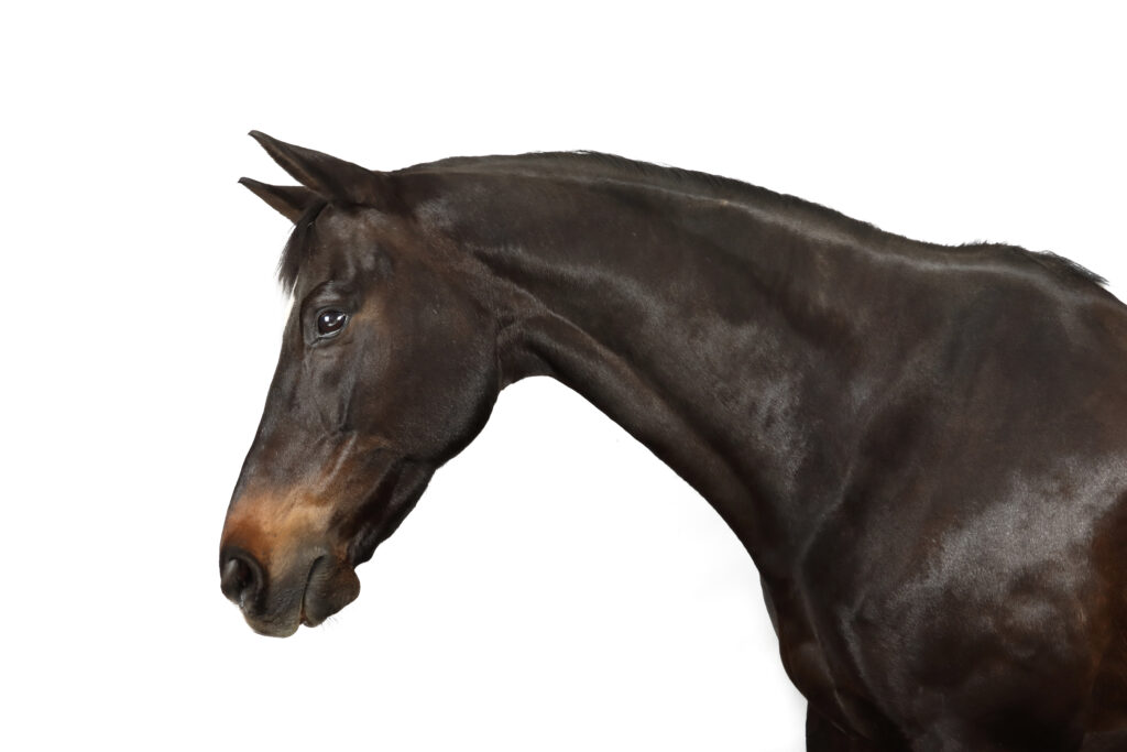Horse neck, a difficult area to radiograph