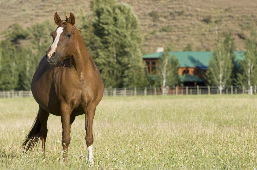 pregnant mare in late gestation