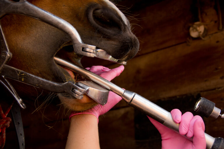 I hate the dentist!