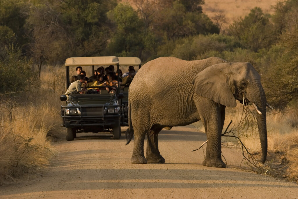 Elephant on a safari, which vets can see during VetPD's CE event. 