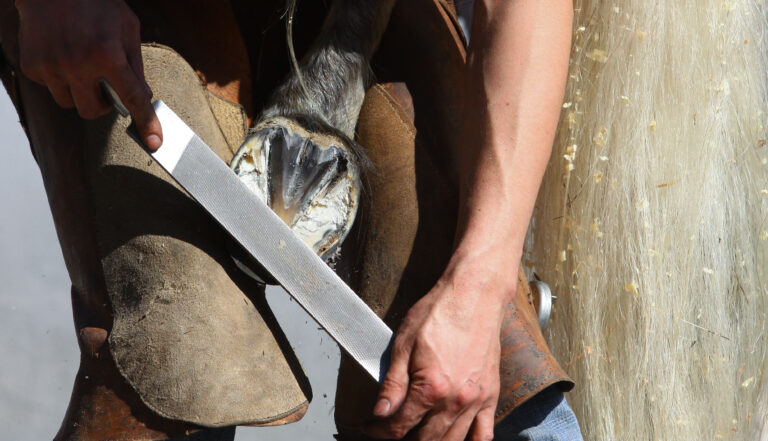 equine farrier