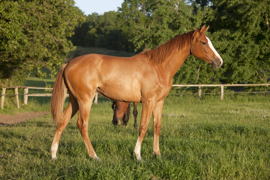 A warmblood yearling, the type of horse at risk for OCD. 