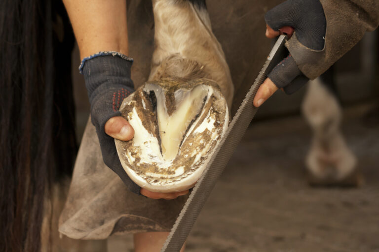 Farrier at the hoof care on the horse