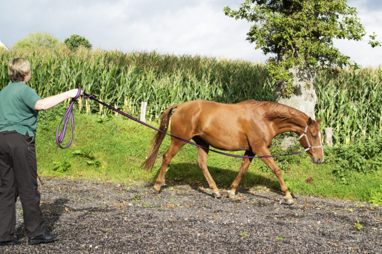 Horse and master