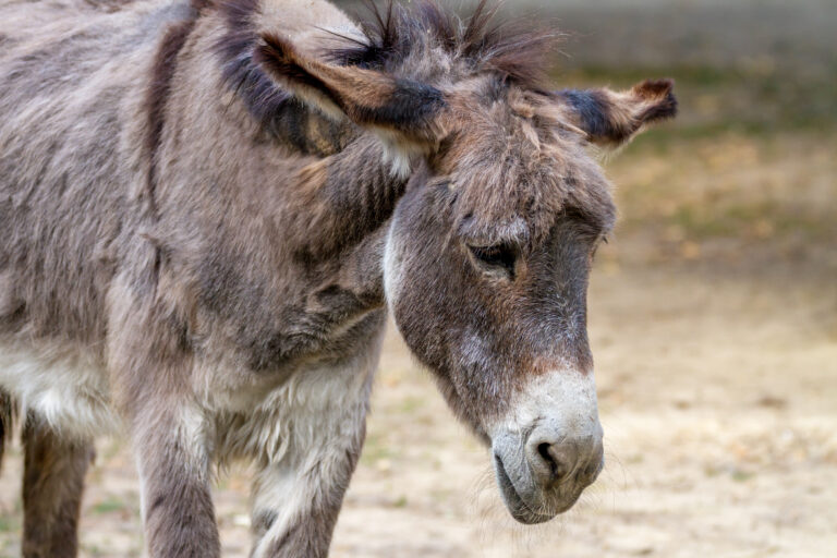 Picture of a sad pet ass