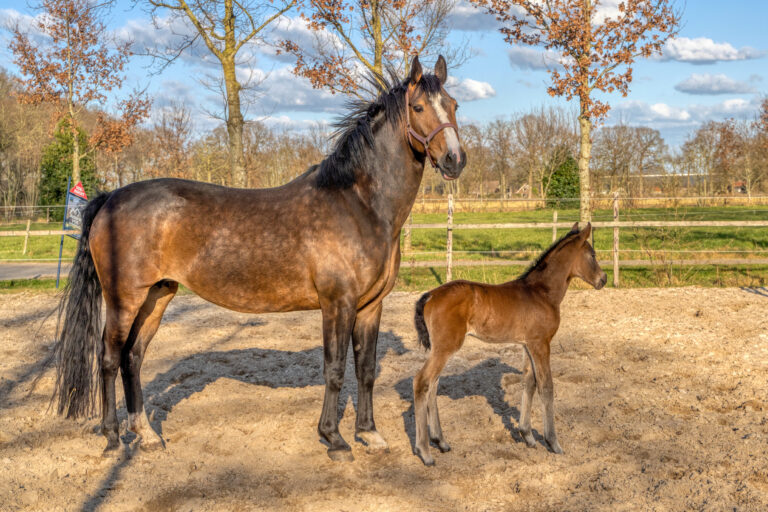 A week old dark brown foal stands outside in the sun with her mother. mare with red halter. Warmblood, KWPN dressage horse