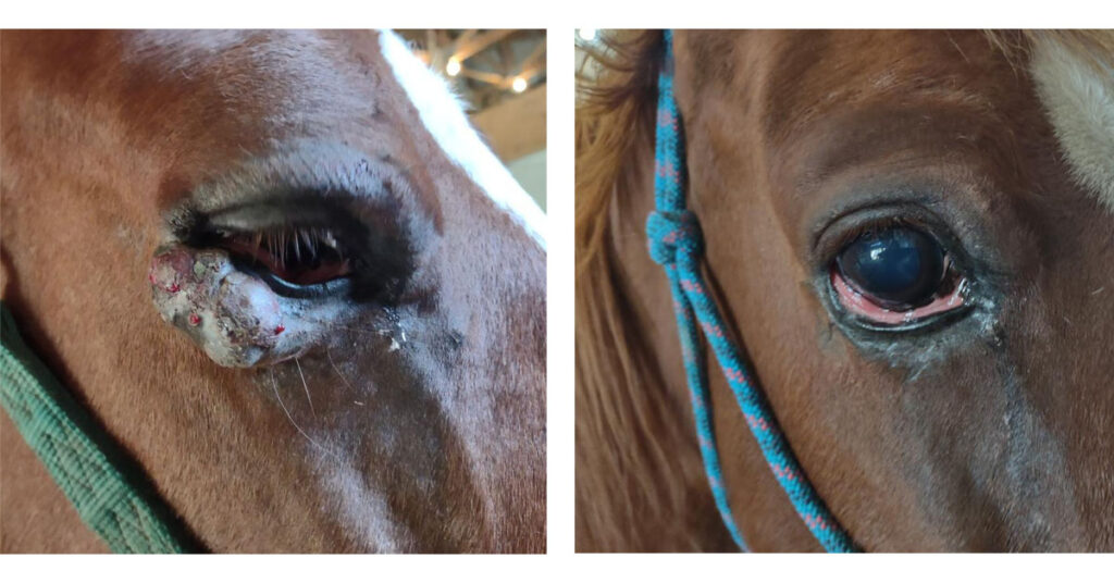 before and after photos of sarcoid on a horse eye that was treated with MCWF