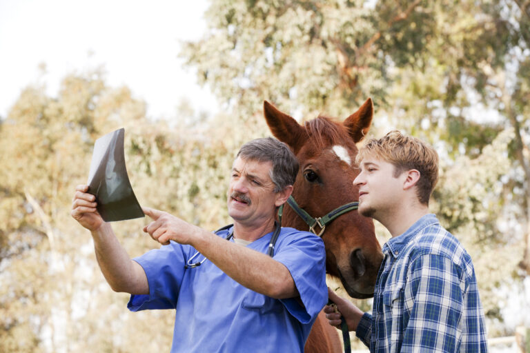 Vet discussing X-ray with horse owner