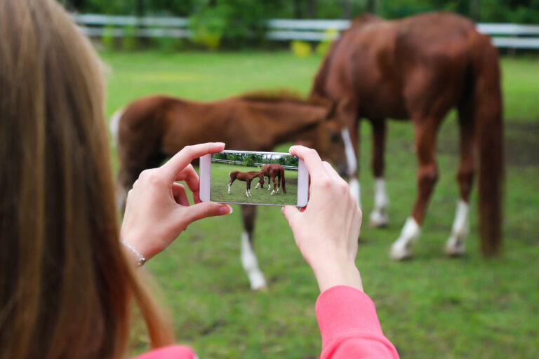 Woman holding smartphone and taking picture of horses