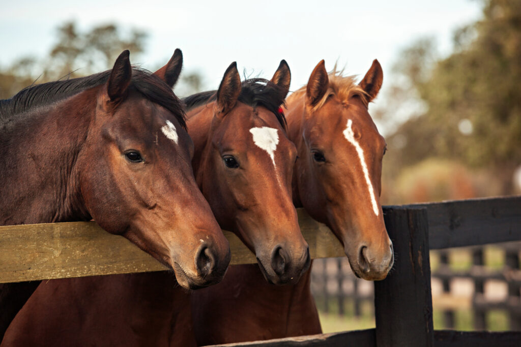 horses stabled in an open turnout environment